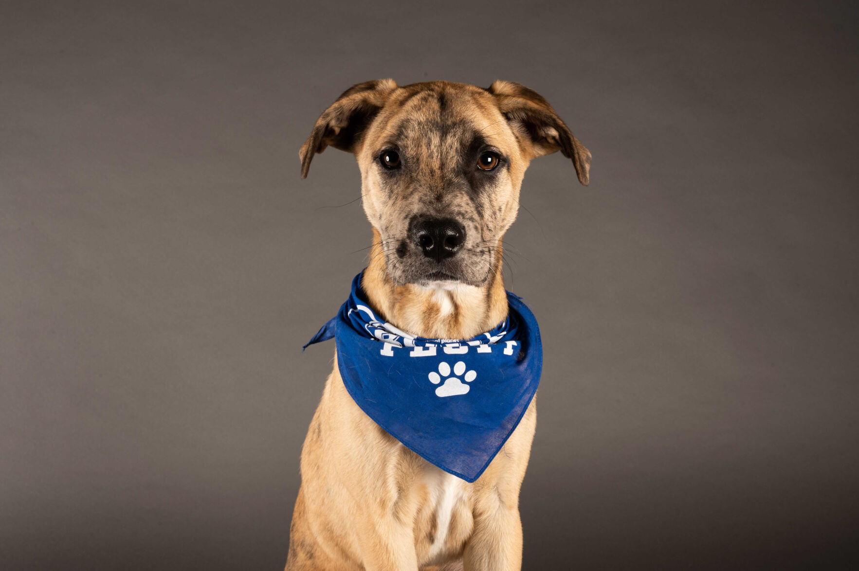 PUPPY BOWL XVII